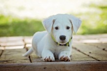 Dieta adecuada con el pienso natural para perros