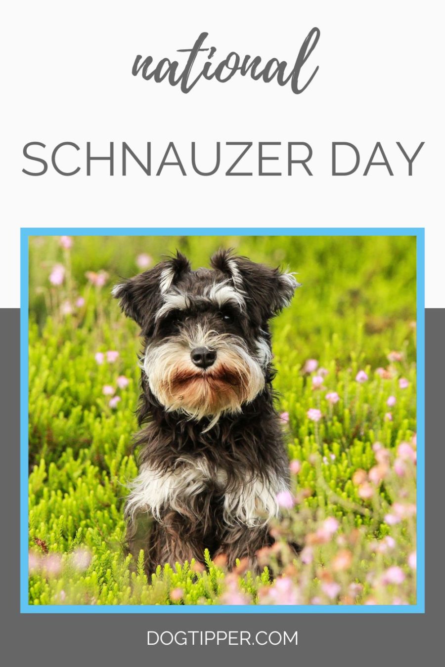 Vacaciones del Día Nacional del Schnauzer para mascotas