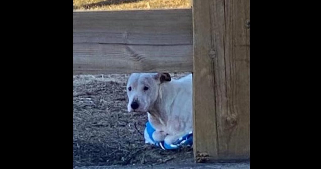 Un pitbull abandonado con congelación se aferra a una toalla para calentarse