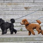 Colores de los perros caniche