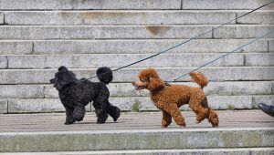 Colores de los perros caniche