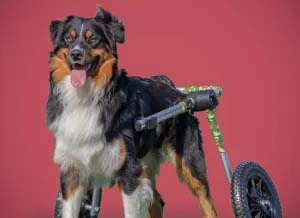 Un perro activo en su Walkin' Wheels Dog Wheelchair Camo color