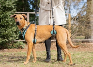 Un arnés de soporte para perros para ayudar a un perro herido a salir