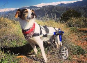 Un Jack Russell Terrier en una silla de ruedas canina Walkin' Wheels en una caminata
