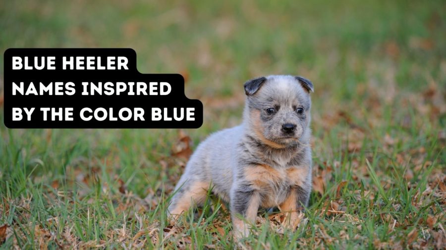 Nombres de Blue Heeler inspirados en el color azul