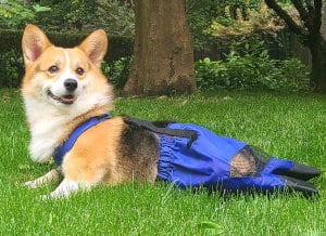 bolsa para un perro paralítico