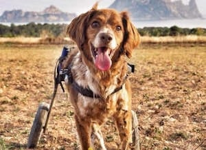 silla de ruedas para perros