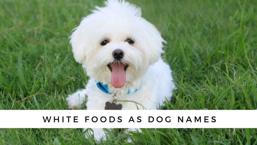 Alimentos blancos que hacen buenos nombres para perros blancos