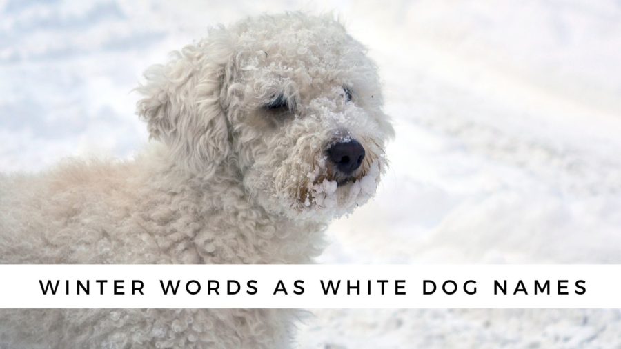 Palabras de invierno y palabras de clima invernal que son buenos nombres para perros blancos