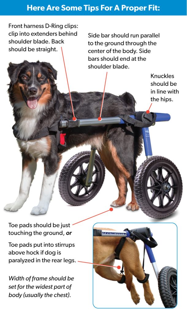 Infografía de cómo configurar una silla de ruedas para perros Walkin' Wheels