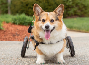 Silla de ruedas Corgi para un perro que no puede caminar