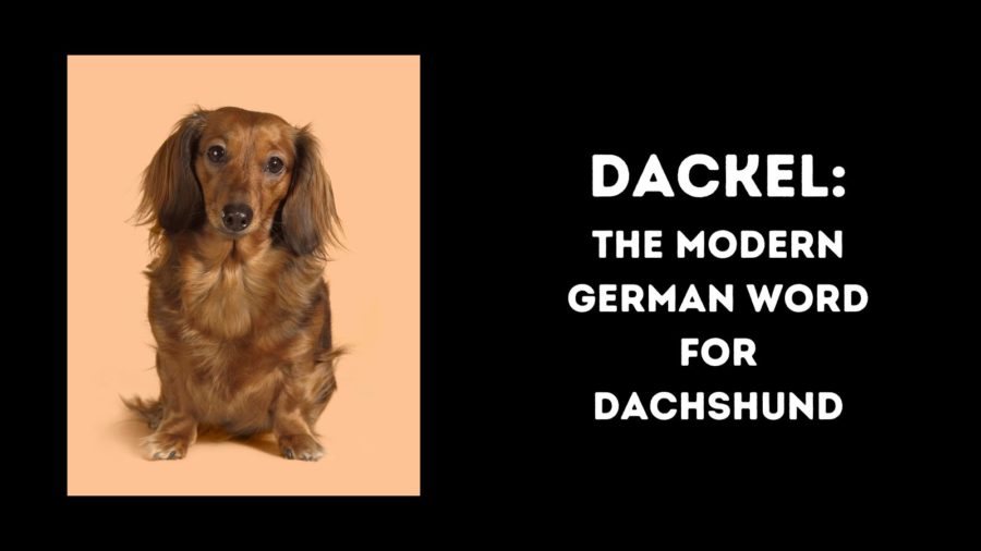 Dackel: la palabra alemana moderna para perro salchicha
