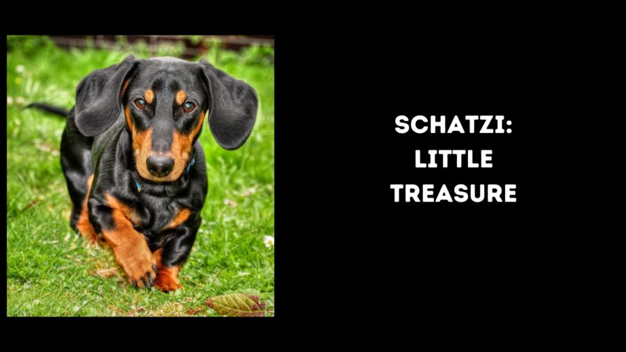 Shatzi: nombre de un pequeño perro tesoro