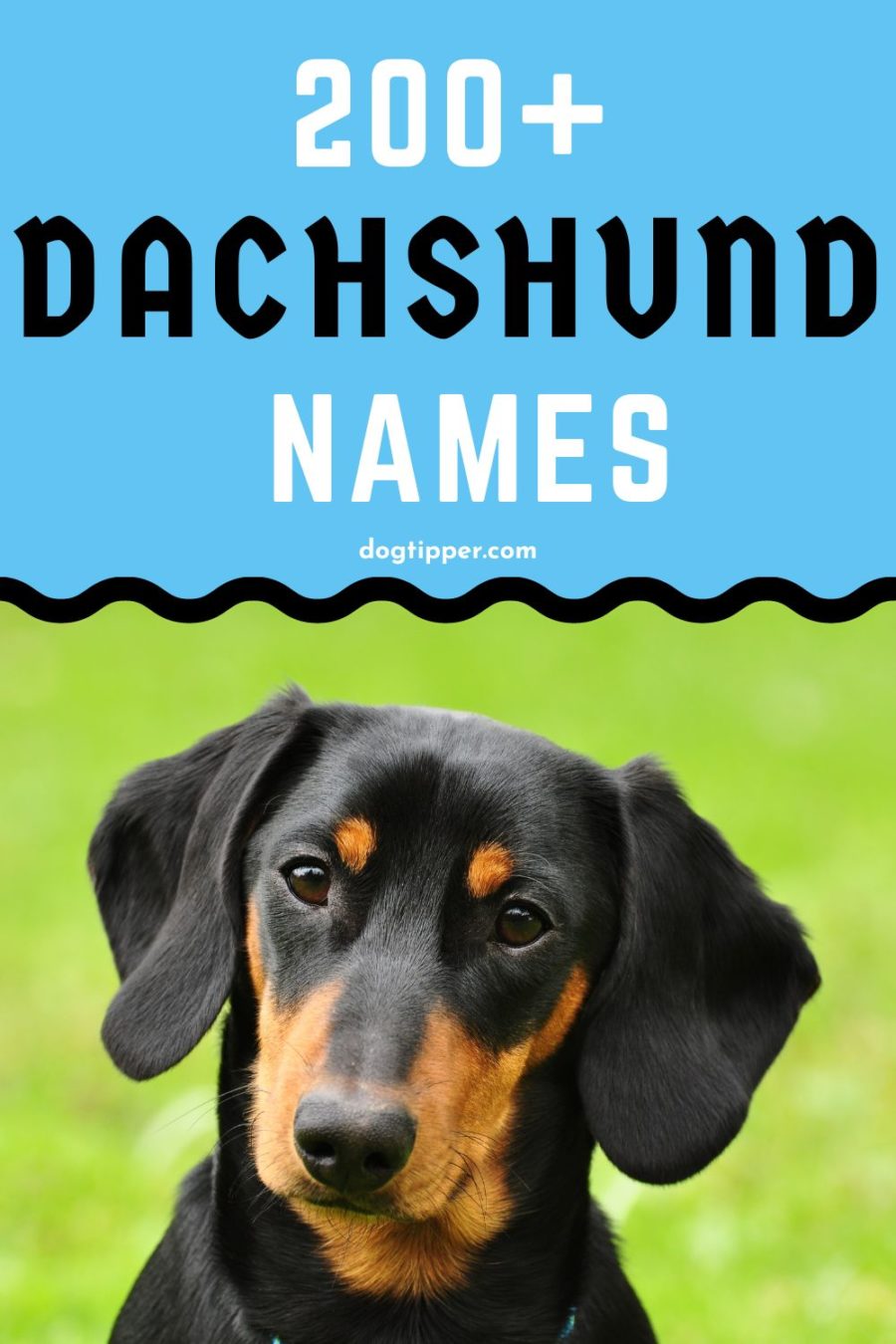 ¡Más de 200 nombres de Dachshund para tu nuevo perro salchicha!