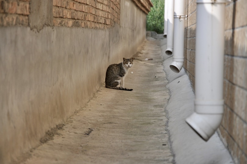 Gato callejero en callejón