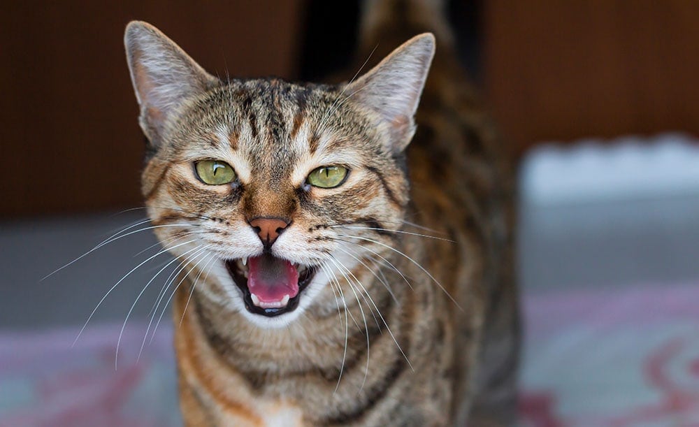 Un gato alto maúlla con la boca abierta.
