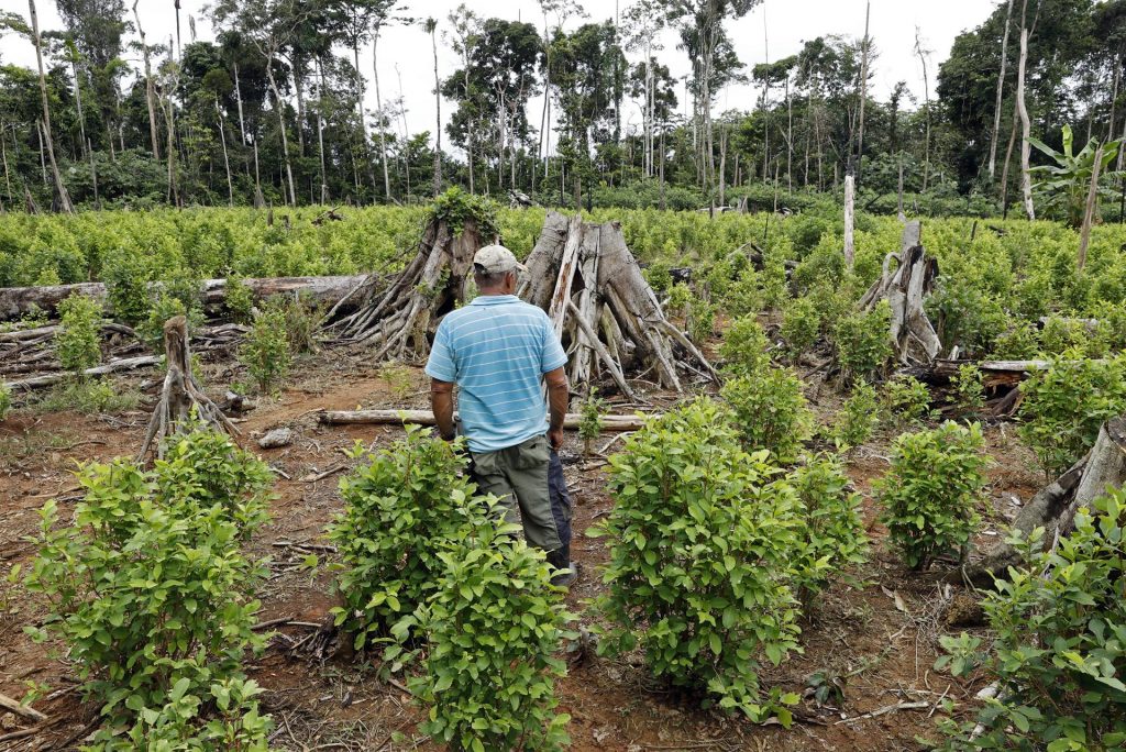 Deforestación, consecuencia del cultivo de coca en Guaviare, Colombia