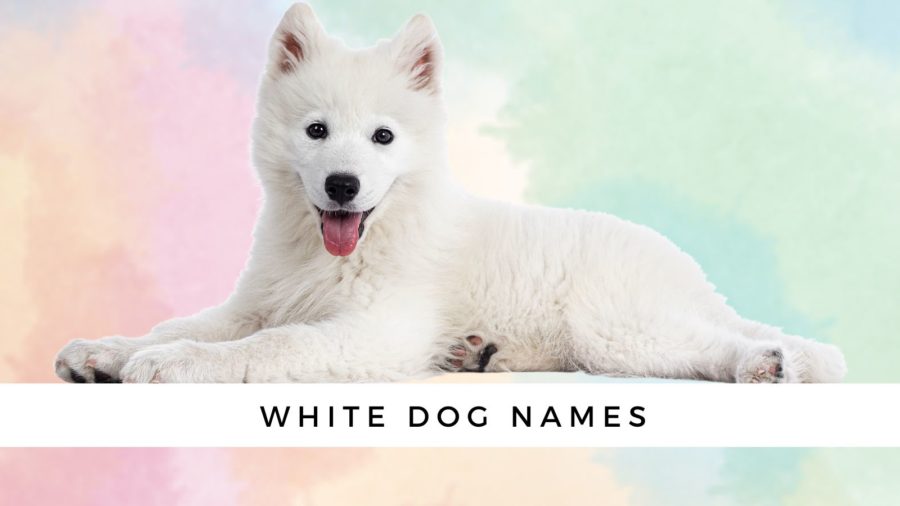 Más de 100 nombres para perros blancos
