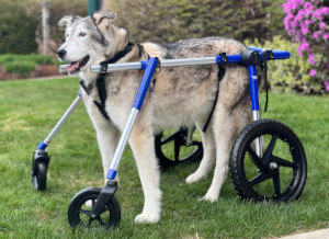 Silla de ruedas cuádruple con soporte de cuerpo completo para perros