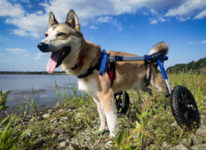 Perro discapacitado ucraniano en una silla de ruedas canina por primera vez