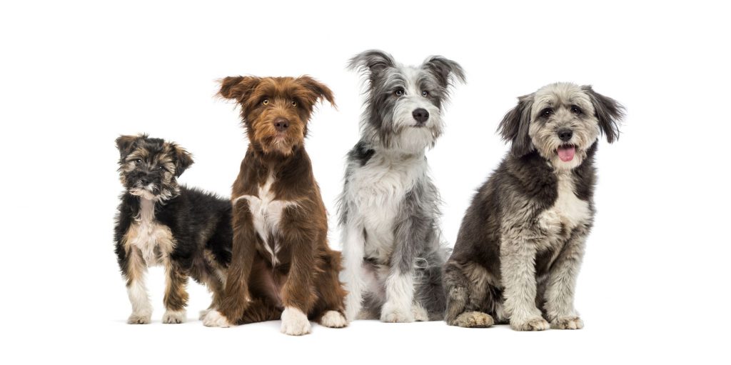 ¿Las razas mixtas viven más que los perros de raza pura?