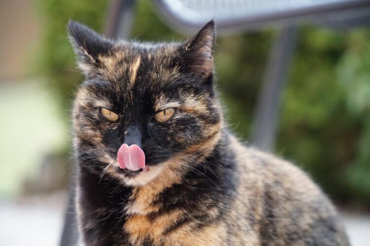 lengua de gato