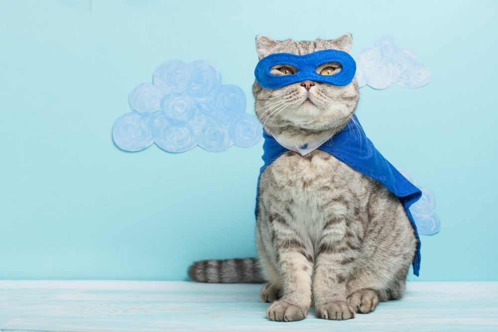 un gato disfrazado de superhéroe
