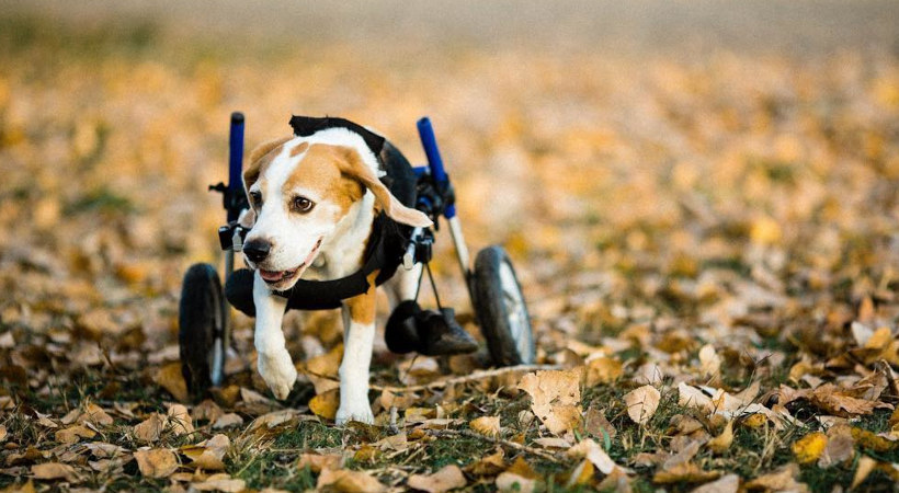 6 condiciones de salud que pueden afectar la movilidad de tu mascota