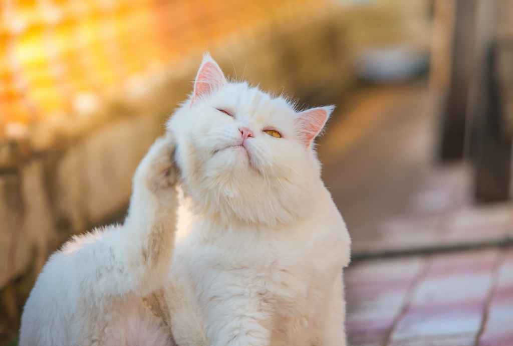 Todo lo que necesitas saber sobre la fiebre por arañazo de gato