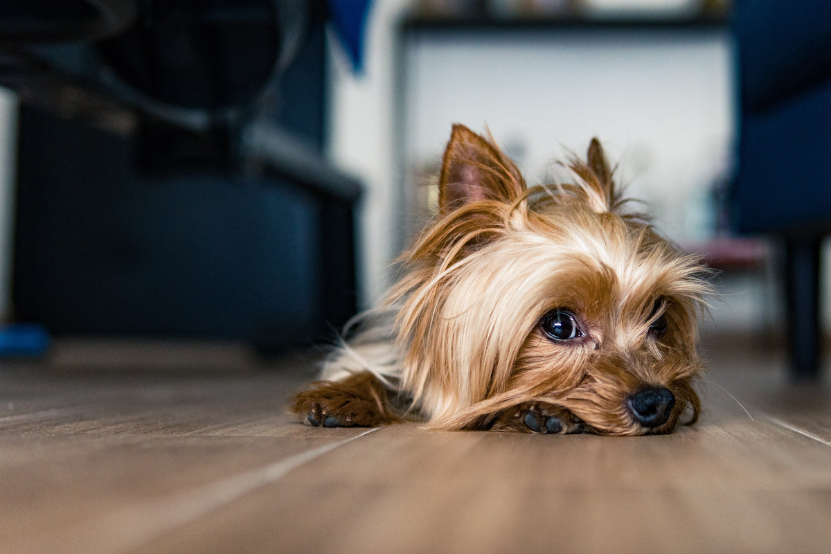 ¿Cuáles son los efectos secundarios de castrar a un perro?