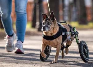 El padre de una mascota pasea a un perro mayor en su silla de ruedas por Walkin' Pets