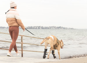 El perro usa aparatos ortopédicos en las piernas en los paseos.
