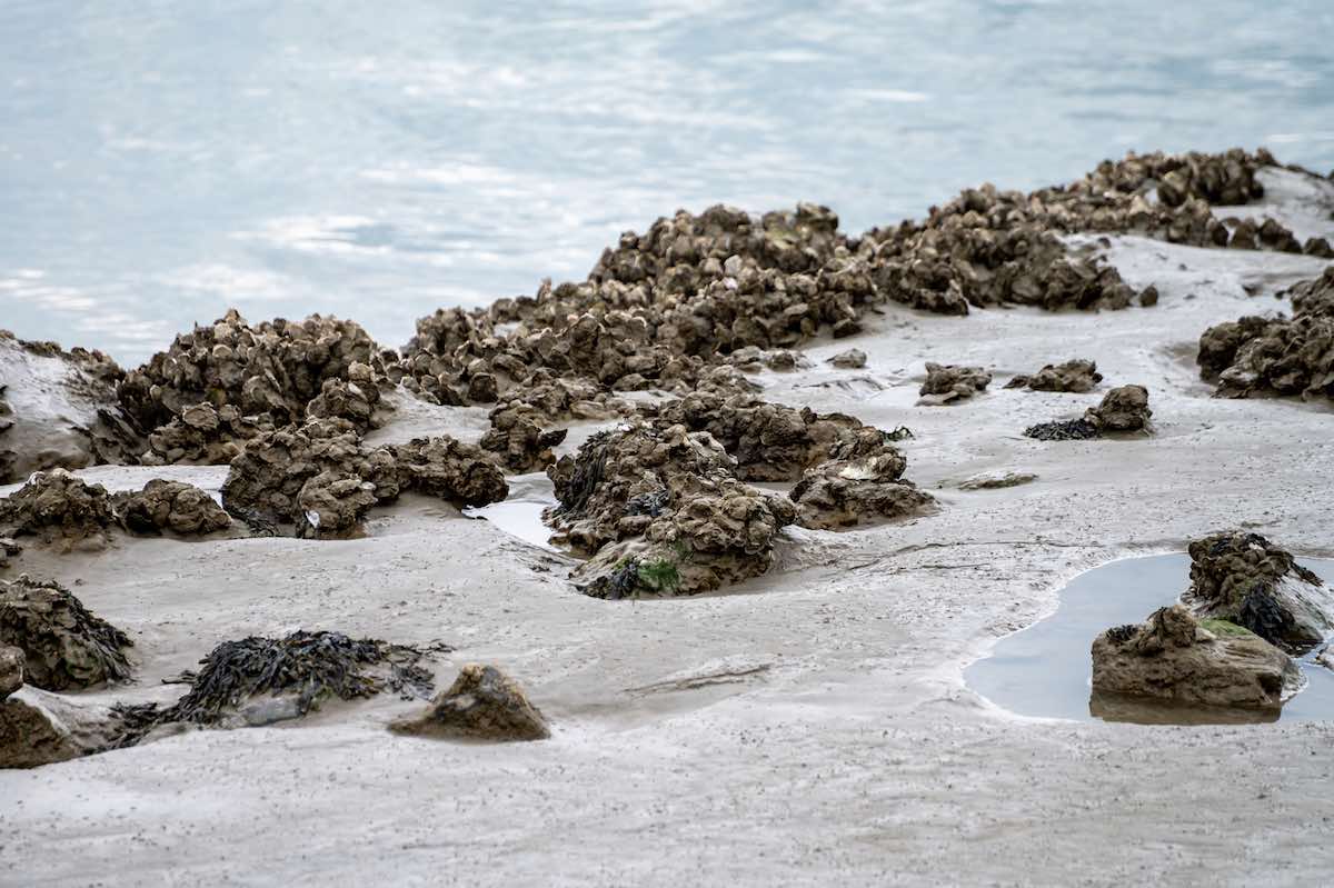 Reproducir sonidos del océano puede atraer a miles de ostras recién nacidas y ayudar a regenerar los arrecifes