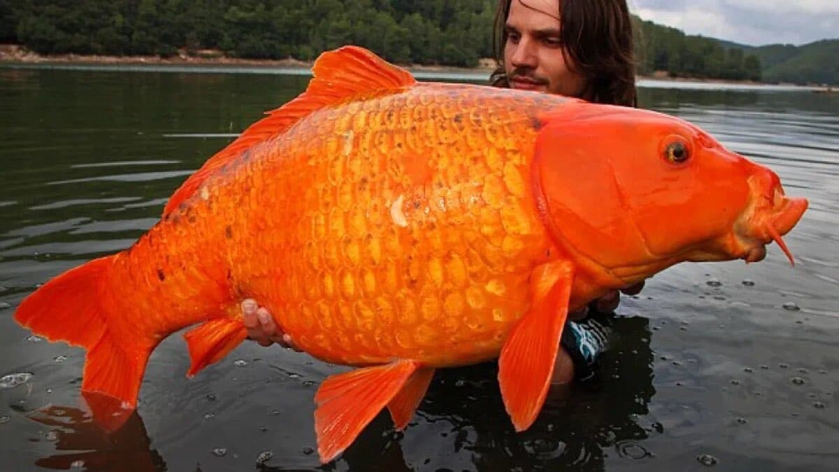 Un híbrido de pez dorado gigante tan pesado como un niño de 10 años nos recuerda que no abandonemos a nuestras mascotas