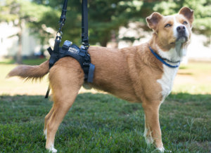 El perro usa un arnés de soporte trasero para las patas traseras débiles.