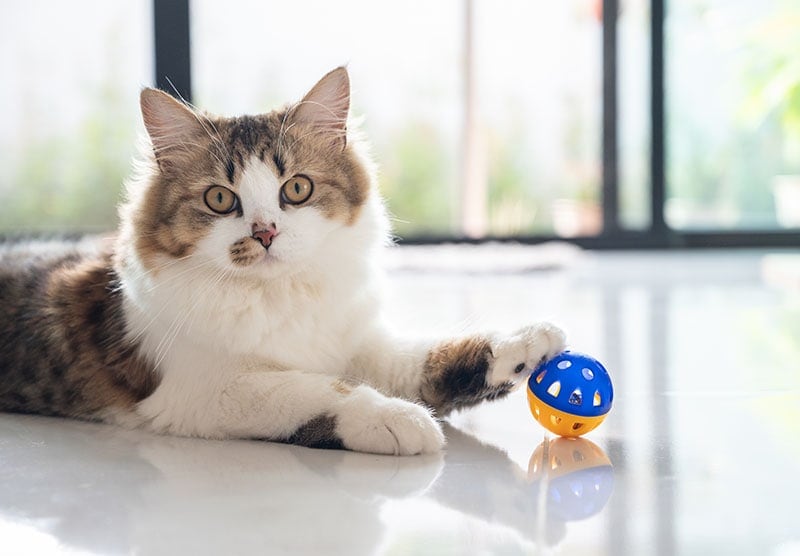 Un lindo gato mestizo persa jugando con una pelota