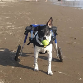 Sadie, una fox terrier paralizada, corre por la playa en su silla de ruedas para perros Walkin' Wheels