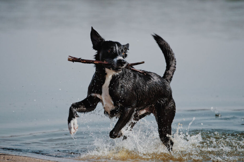 7 actividades acuáticas para probar con tu perro en un día caluroso