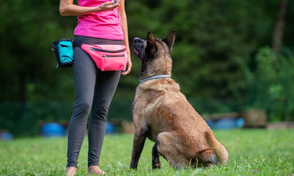 Campamentos de adiestramiento canino: pros y contras
