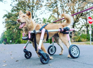 Un perro discapacitado usa una silla de ruedas cuádruple en un paseo
