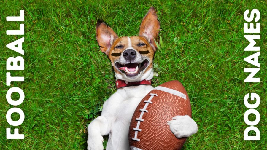 ¡Nombres de perros de fútbol 🏈 para tu nuevo compañero de equipo!