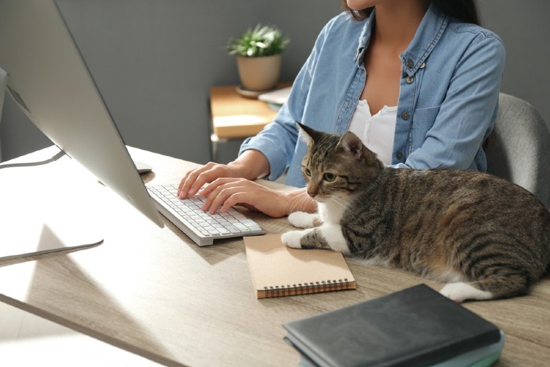 mujer joven o dueña de un gato que trabaja en la oficina con un gato