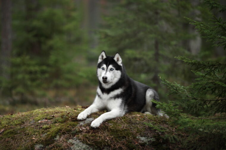 perro husky siberiano en el bosque