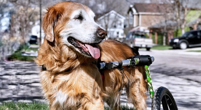 Restaurar la movilidad de los perros mayores en silla de ruedas