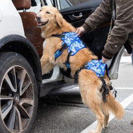 Un dueño sube a un perro anciano a un automóvil usando un arnés Buddy Up