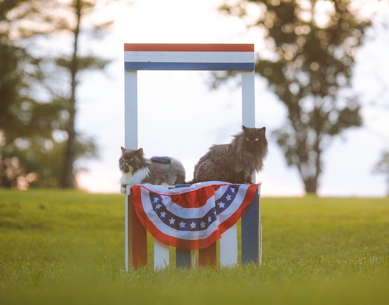 gatos esponjosos sentados en banderas de Estados Unidos