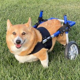Silla de ruedas Corgi para corgis con discapacidades