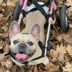 Un perro paralítico en silla de ruedas usa un pañal
