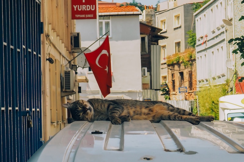 un gato duerme en un coche en Estambul
