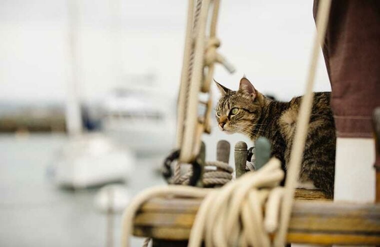 Un gato acostado en un velero